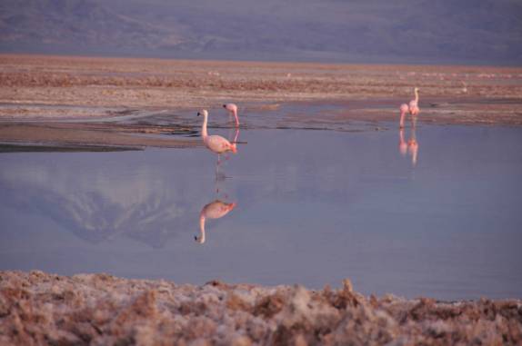 Flamingos na Laguna Chaxa, no deserto do Atacama - Chile